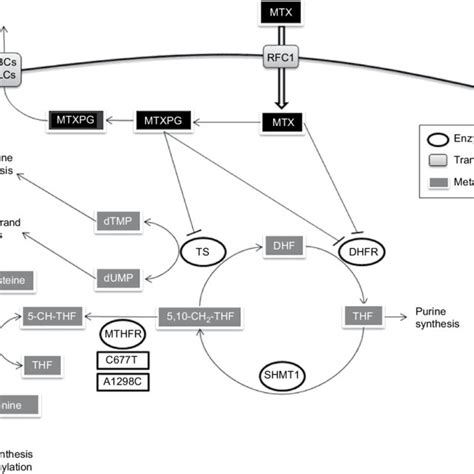 The Distribution Of The Mthfr C677t Variant For Cases And Controls