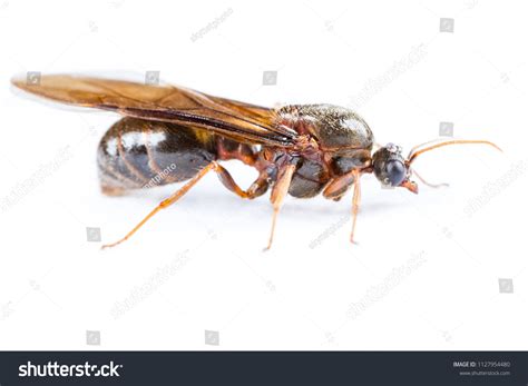 Isolated Black Queen Ant On White Stock Photo 1127954480 | Shutterstock