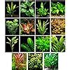 Amazon Live Aquarium Plants Different Kinds Custom Combo