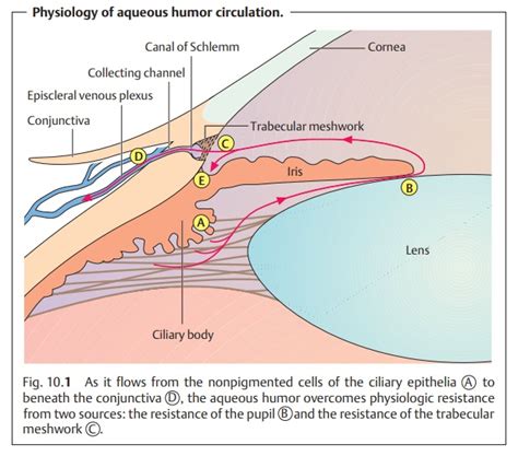 Glaucoma Basic Knowledge