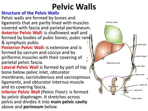 Ppt Pelvic Walls Powerpoint Presentation Free Download Id 3130183