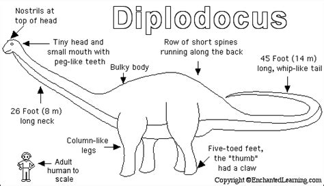 Diplodocus Diplodocus Colorful Pictures Dinosaur Pictures