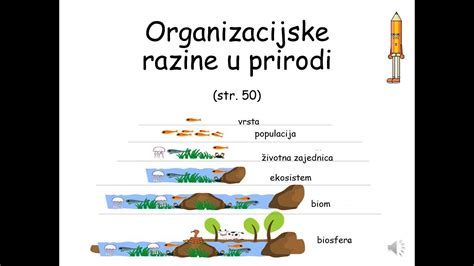 Organizacijske Razine U Prirodi Youtube