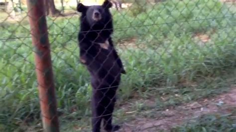 El Video Gracioso De Un Oso Que Esconde Un Feroz Abuso Infobae