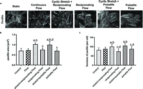 Effects Of Fss And Fss Cs On The Focal Adhesions A The Representative