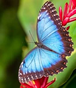 Blue Morpho Butterflies-Why They are so Facinating