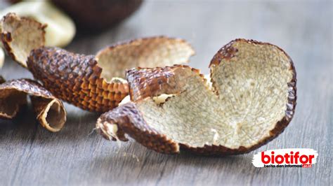 manfaat kulit salak khasiat tersembunyi buah salak  mungkin