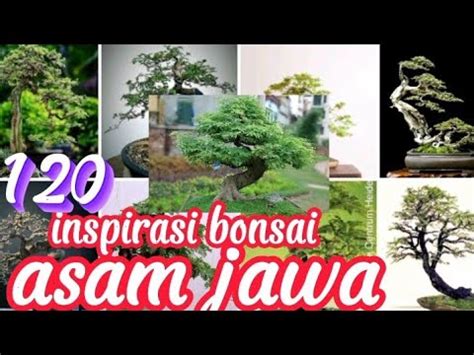 Untuk Inspirasi Bonsai Asam Jawa Youtube