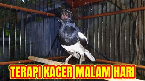 Terapi Kacer Ngeplong Keras Di Malam Hari Ampuh Bikin Nyaut Kacer