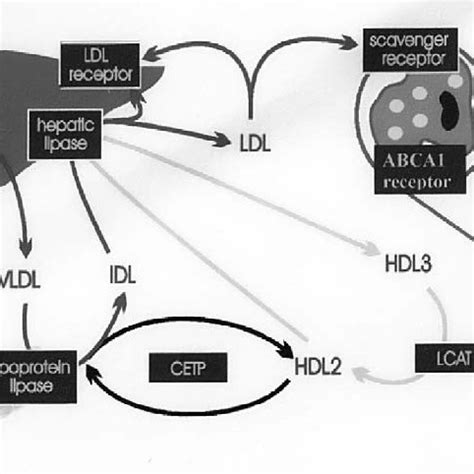 Lipoprotein Metabolism-Exogenous Pathway | Download Scientific Diagram