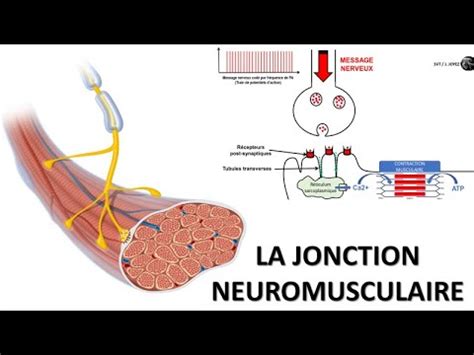 La Synapse Ou Jonction Neuromusculaire YouTube