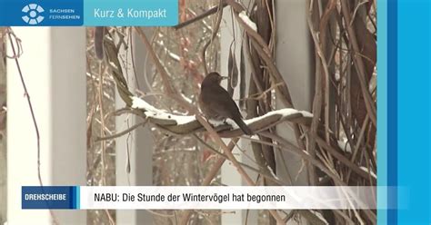 NABU Größte Mitmach Vogelzählung Deutschlands SACHSEN FERNSEHEN