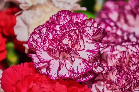 Carnation Flower Petals - Free photo on Pixabay