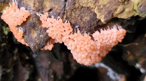 Found A Pink Slime Mold Of Some Kind Seen Pictures Of It Before But