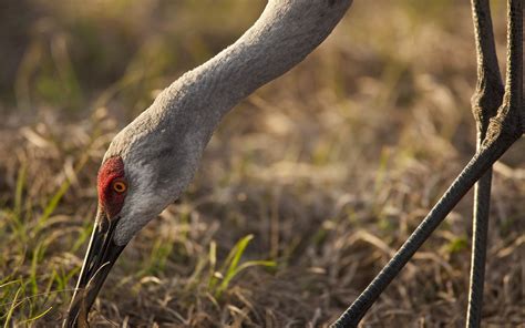 Disney Wilderness Preserve | The Nature Conservancy in Florida