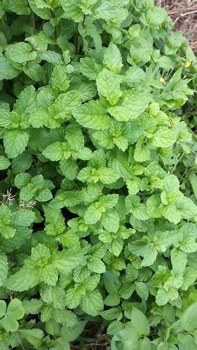 Fresh Mint Leaves Pudina ️😍 ️pudina Mint Leaves Plants Nature