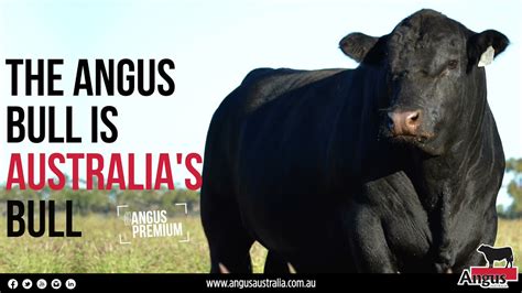 The Angus Bull Is Australias Bull Youtube