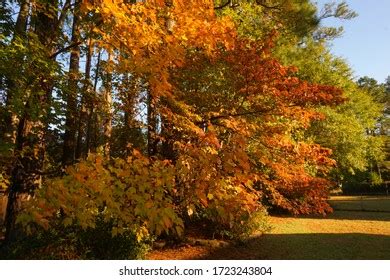 Fall Colors Eastern North Carolina Stock Photo 1723243804 | Shutterstock