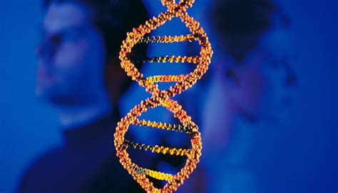 What Are Examples of Homozygous Dominants? | Sciencing