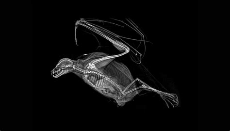 MEGAPIXELS: Spooky animal x-rays are exactly as cool as you'd imagine