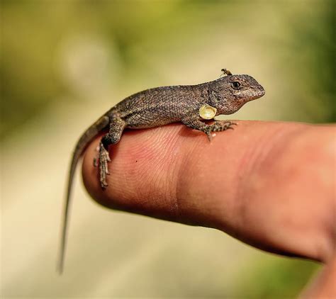 Baby Lizard with Ant and Bird Seed Photograph by Linda Brody - Pixels