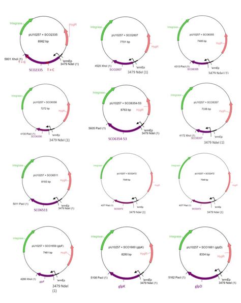 4 Plasmid Maps For Pij10257 Derivative Plasmids Download Scientific