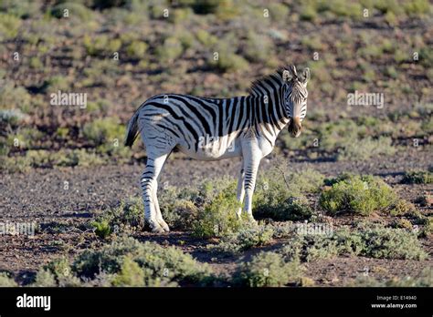 A photo of a zebra in its natural habitat Stock Photo - Alamy