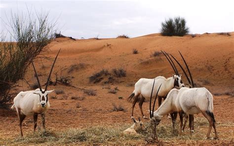 1000+ images about Desert animals on Pinterest | Desert scorpion, Ants and Desert biome plants