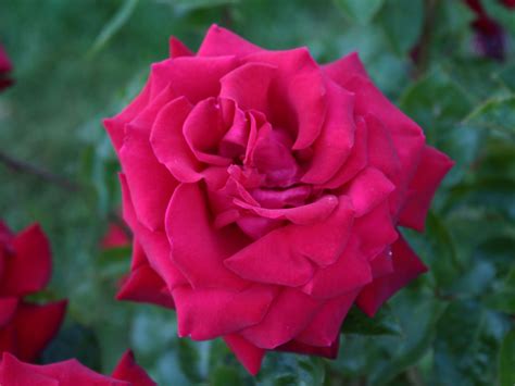 light red rose bloom  stock photo public domain pictures