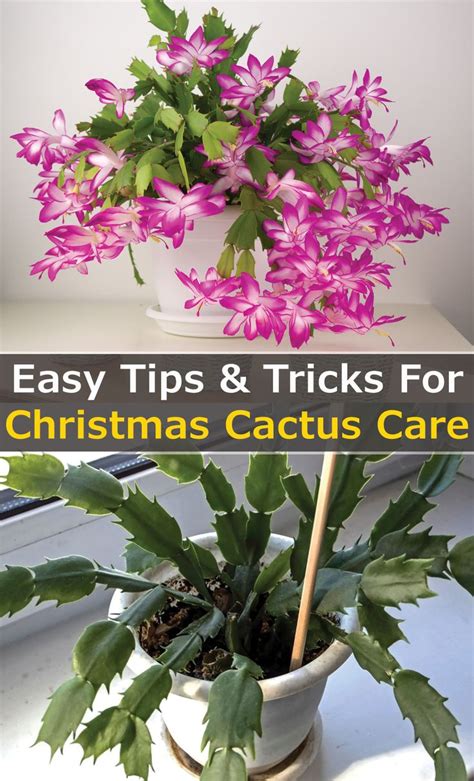 The Definitive Guide To Christmas Cactus Care Christmas Cactus Care