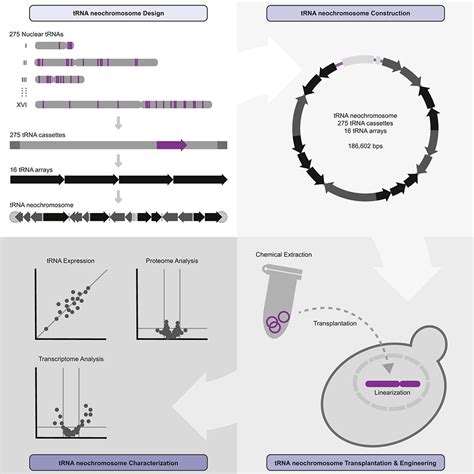 Design Construction And Functional Characterization Of A TRNA