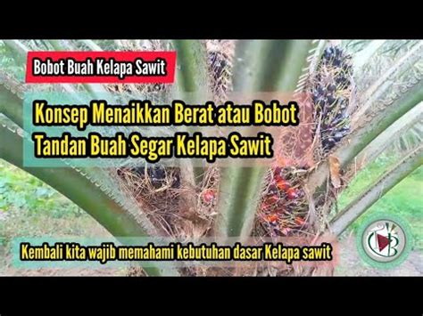 Konsep Menaikkan Berat Atau Bobot Tandan Buah Segar Kelapa Sawit Youtube