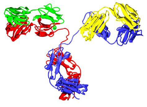 What Are Antibodies and Antigens?