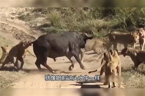 两头狮子捕猎水牛，以为水牛同伴不敢救援，可是下一秒就惨了3