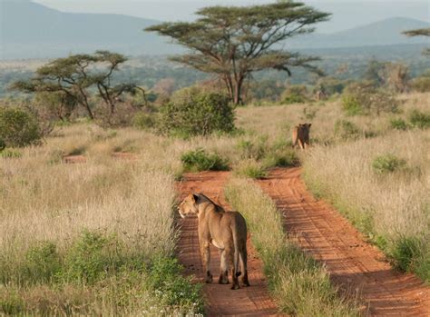 3 Days Samburu National Reserve Safari - ilmuran Tours