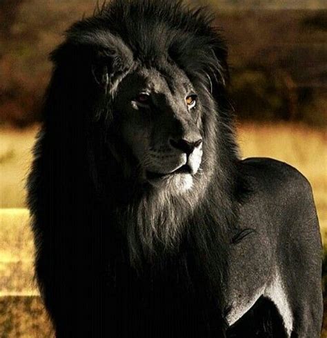 Simply Gorgeous Melanistic Animals Lion Pictures Albino Animals