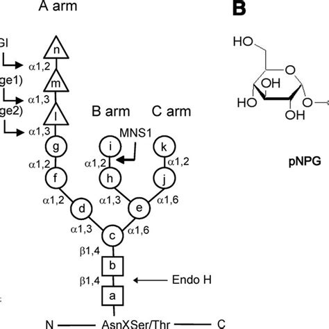 Glycan Structures A The Structure Depicted Is That Of The Glycan