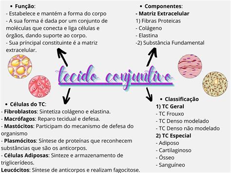 tecido conjuntivo Histologia I Conheça o mundo das apostas 21 bet