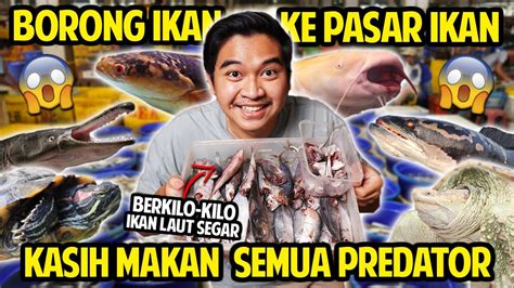 Borong Ikan Laut Berkilo Kilo Ke Pasar Ikan Kasih Makan Semua Predator