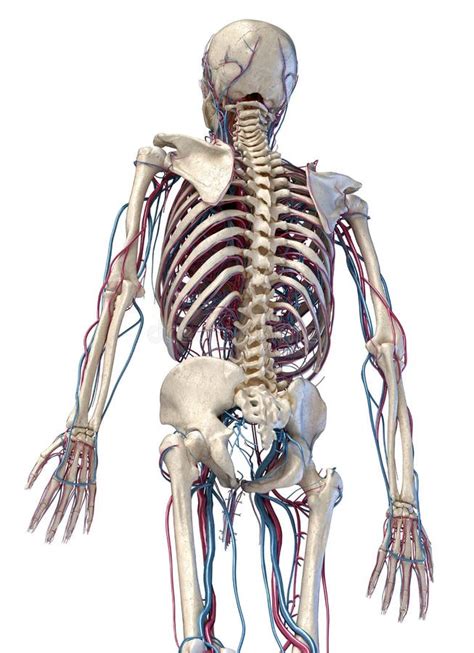 Anatomia Humana Do Tronco Esqueleto Veias E Art Rias Vista Frontal