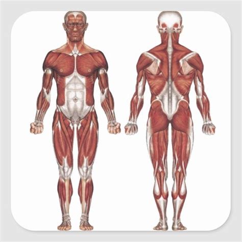 Muscular System Diagram Quizlet