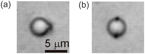 Materials Free Full Text Nematic Liquid Crystal Colloids