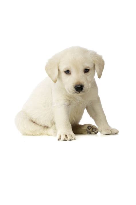 Golden Labrador Puppy stock photo. Image of young, family - 25731646