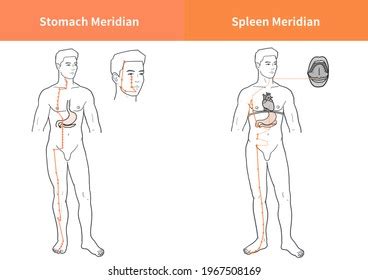 336 Stomach Meridian Images Stock Photos 3D Objects Vectors