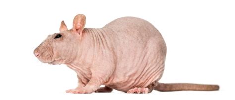 Premium Photo | Hairless rat