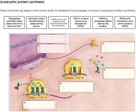 Solved Eukaryotic Protein Synthesis Place The Following Chegg