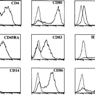 CD34 CD38 Fetal Liver Cells Cocultured With S17 Cells Develop Into