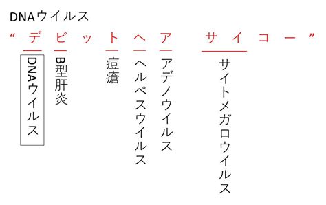 生物のゴロで絶対に覚えておきたいもの【薬剤師国家試験、cbt、大学受験】 Gorokichi Co ゴロ吉商事