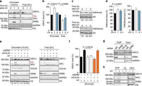 Ddb2 Dependent Recruitment Of Ash1l To Chromatin A Recruitment Of