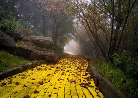 Yellow Brick Road Backdrop Scenic Stage Party Photography Background